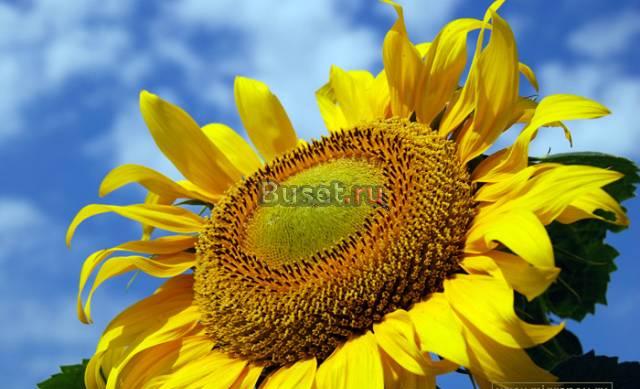 Семечки,арахис,фисташки Москва