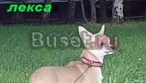 Чихуахуа Москва