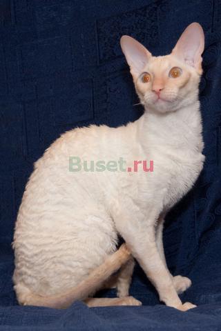 Котята корниш-рекс Воронеж