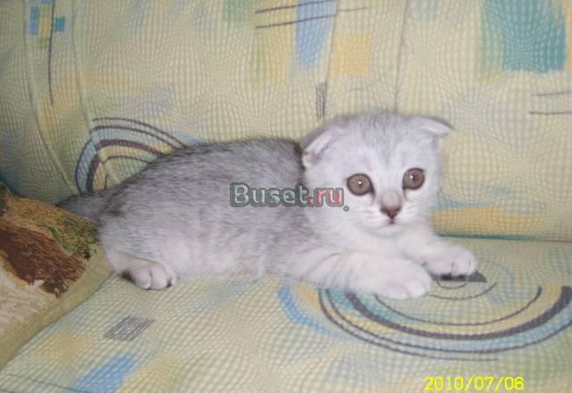 Вислоухий котёнок Новосибирск