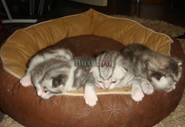 Котята Самара