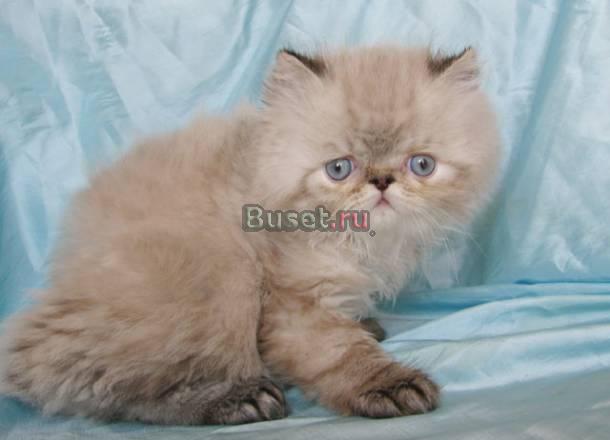 Гималайский котик Санкт-Петербург