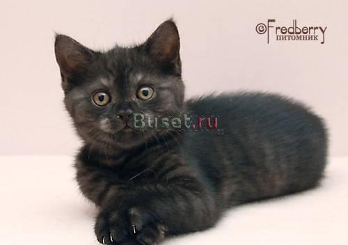 Британский котенок Москва