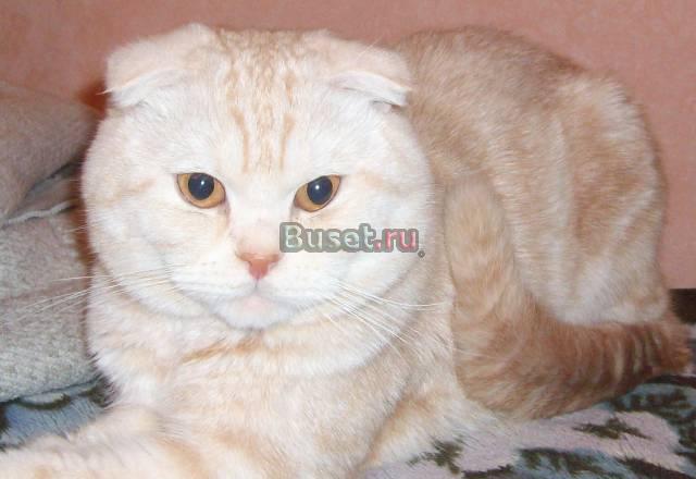Котята шотландской вислоухой Барнаул