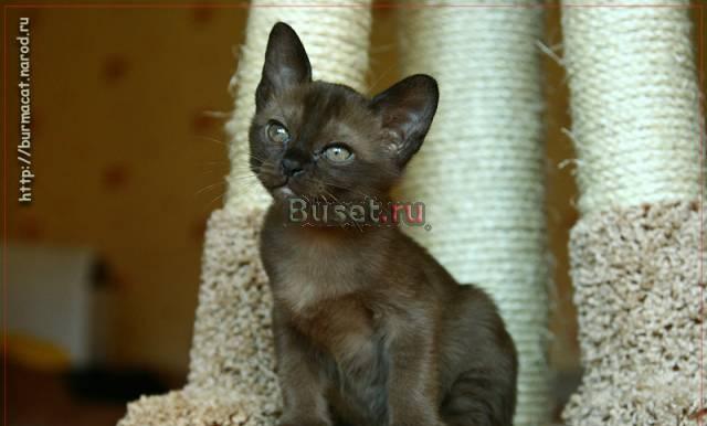 Европейская бурма. Котята Казань