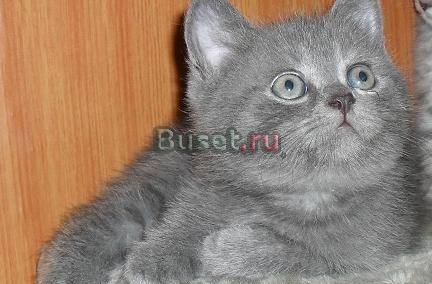 Британские голубые плюшевые медведи Москва