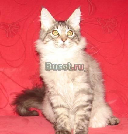 Мэйн-Куны, мейн-куны - породистые котята Санкт-Петербург