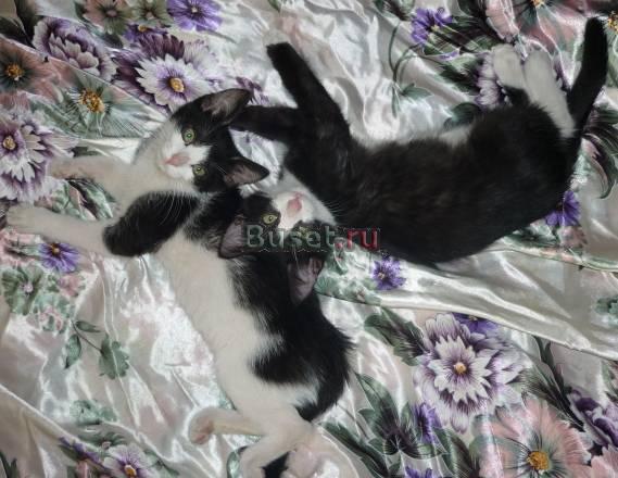 Котята маркизы в дар Москва