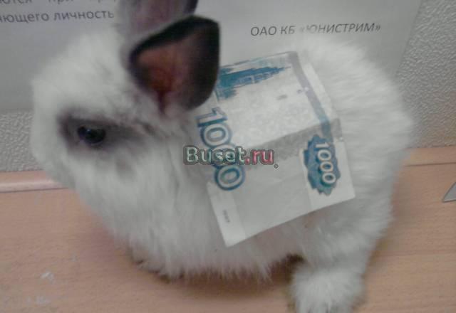 Ангорский декоративный, карликовый,домашний кролик Санкт-Петербург