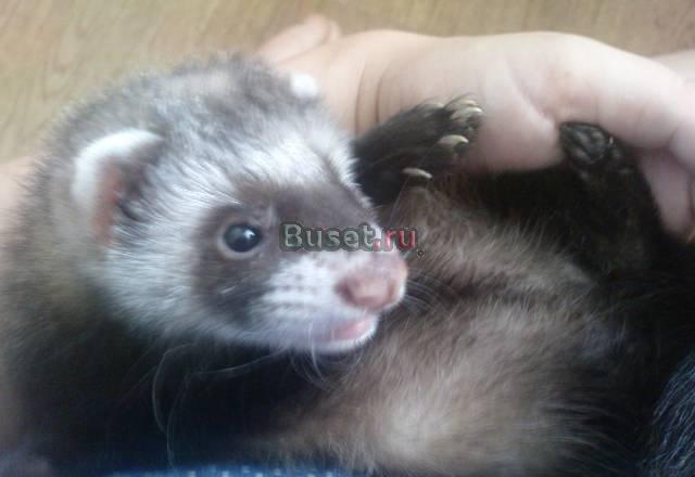 Отдам хорька Фрязино