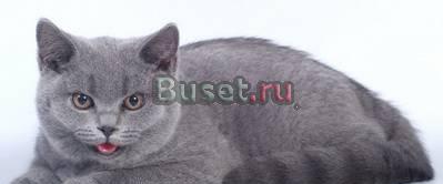 Котенок недорого Москва