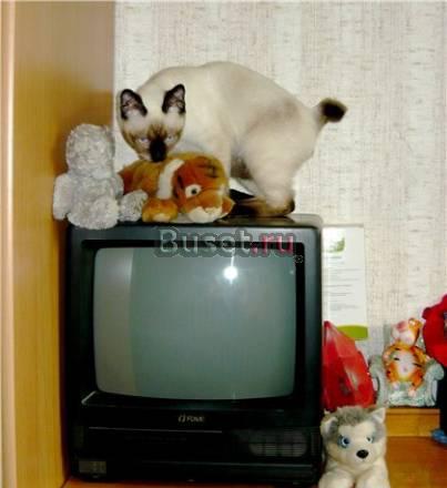 Котик Той-бобтейл -  5 месяцев Москва