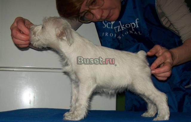 Щенки цвергшнауцера Белого окраса Москва