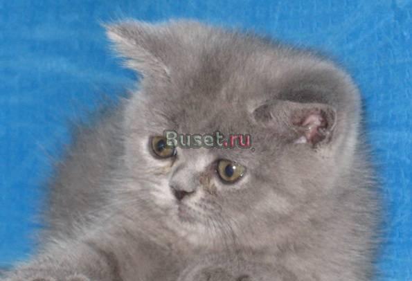 Шикарные британские котята Казань