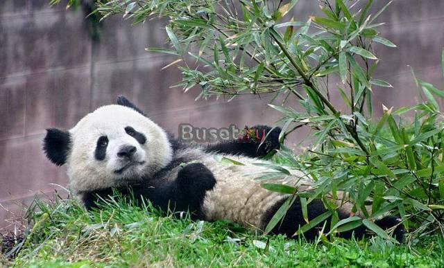 Визы в Китай Москва