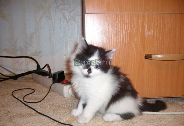 Котятки -) Красноярск