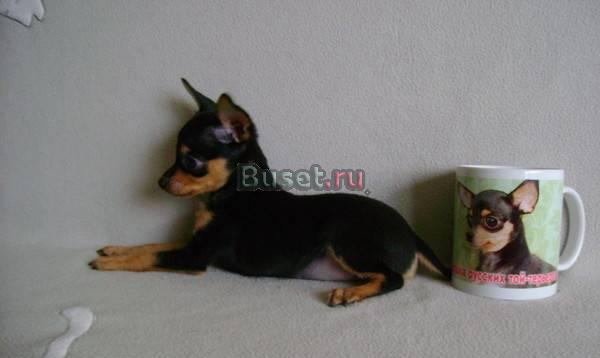 Ищем кобеля Белые Берега