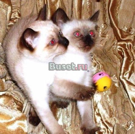 Тайские котята (сил поинт) Москва