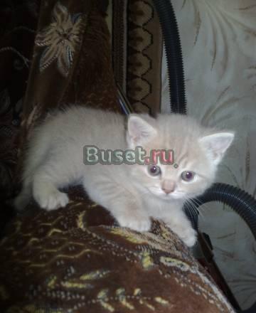 Кошки Ростов-на-Дону