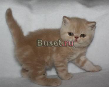 Экзотические и персидские котята Саратов