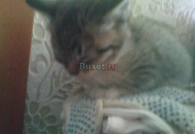 Котята Санкт-Петербург