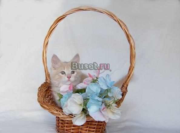 Солнечный котенок - замечательная кошечка Москва