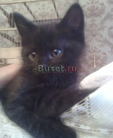 Британский малыш 2 мес. за символическую цену Москва