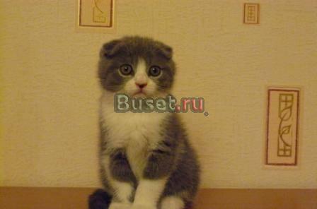 Шотландский вислоухий кот ,биколор Астрахань