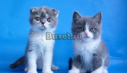 Шотландские вислоухие котята Астрахань