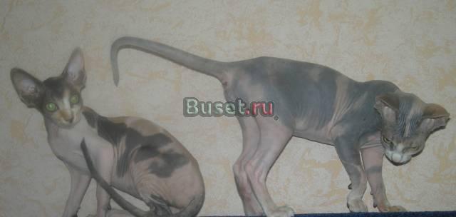Котята породы канадский сфинкс Тверь