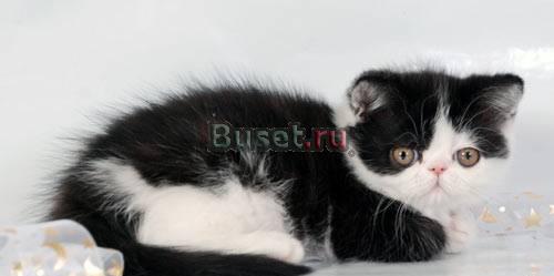 Экзотический котик Москва