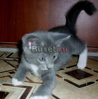 Британские котята Санкт-Петербург