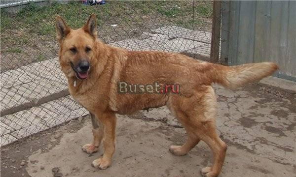 Долли может стать Вашим лучшим другом Москва