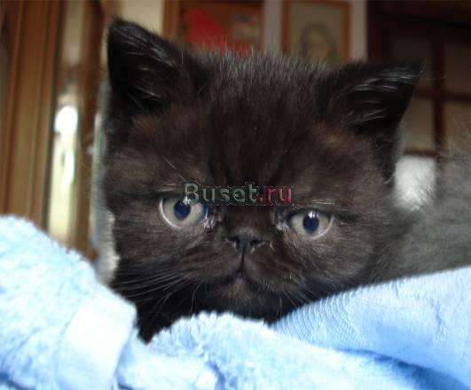 Шоколадный котёнок, мальчик Москва