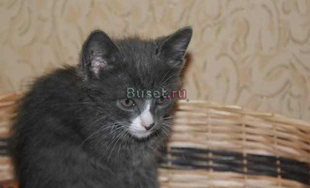 Котик в дар Москва