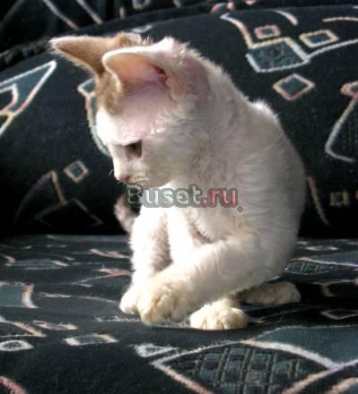 Кошечка девон-рекс Санкт-Петербург