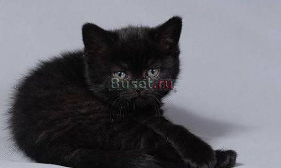 Британский котенок Санкт-Петербург