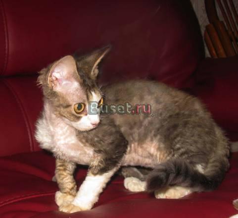 Котик девон-рекс Санкт-Петербург