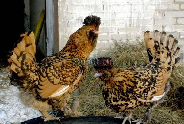 Куры павловские Уфа