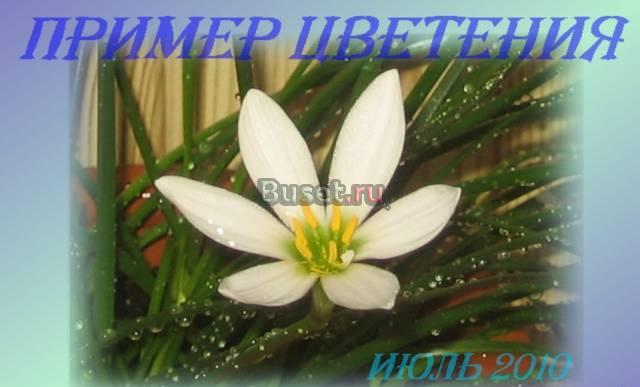 Выскочка - зефирантес белый Москва