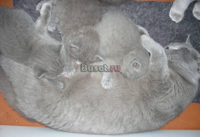 Шотланский вислоухий котик Москва