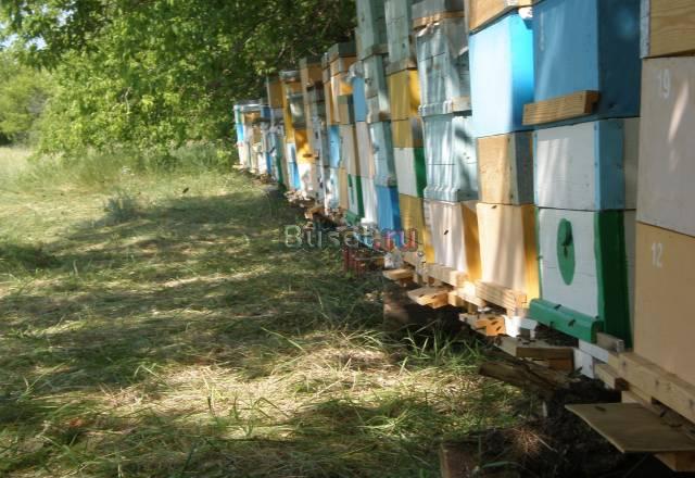 Продам пасеку Камышин