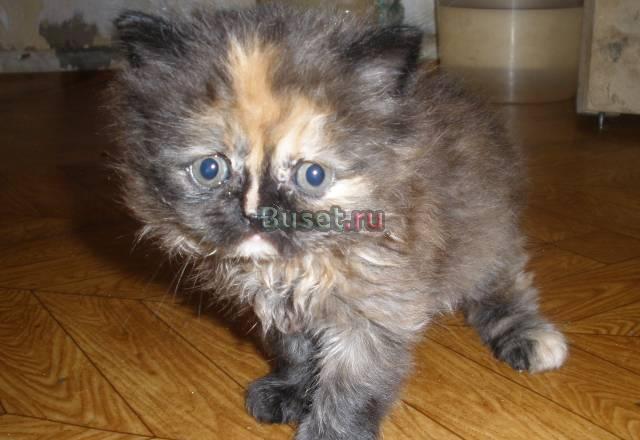 Персидская кошечка 2 месяца Санкт-Петербург