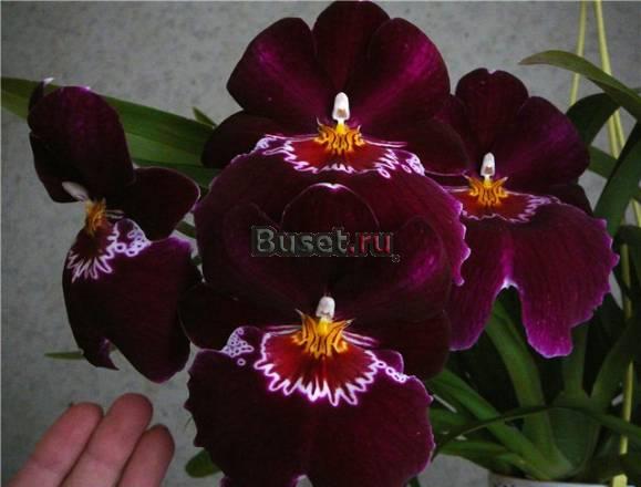 Продам орхидеи Мильтонии (комнатные орхидеи) Москва
