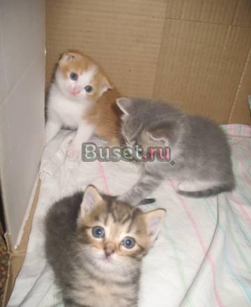 Котятки Москва