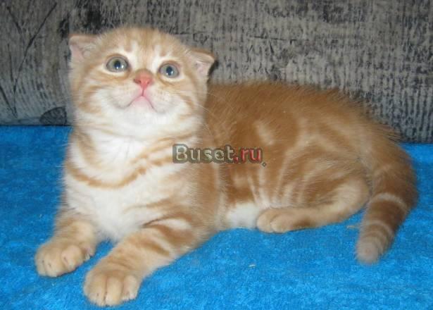 Красный мраморный вислоухий котик Москва