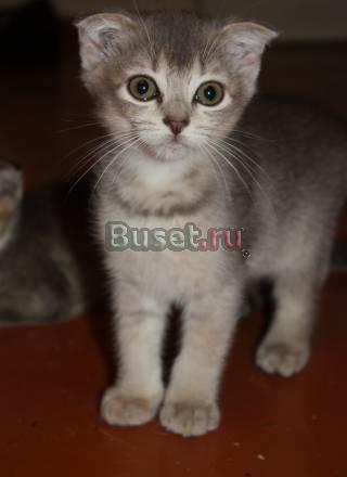 Британская кошечка Москва
