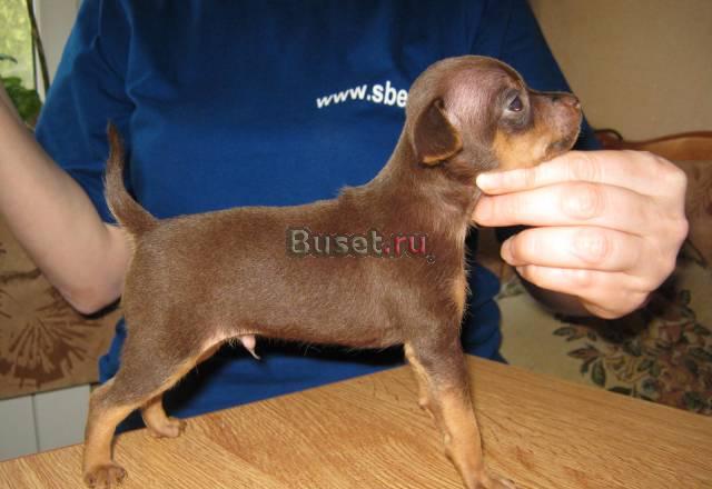Щенок той-терьера 1,5м,РКФ,шоколадного окраса Казань