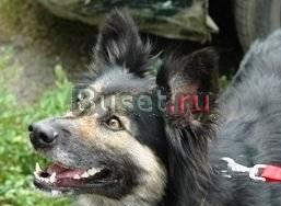 В дар бесподобная Мэри Сью, собака-однолюб Москва