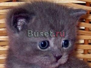 Элитные британские котята  из vivian Москва
